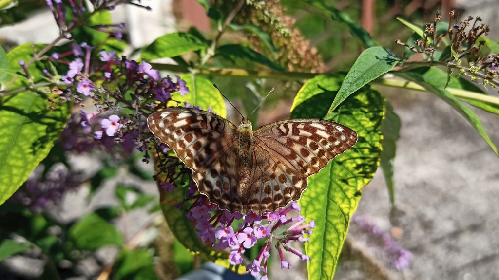 Argynnis paphia ?  S, femmina forma valesina